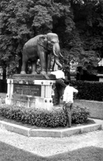 Elephant du Jardin Botanique